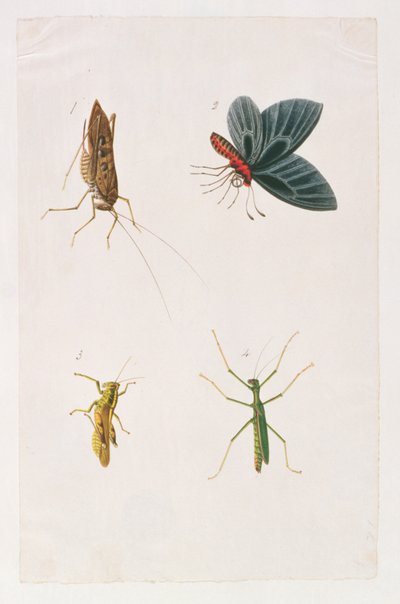 Vier Insecten, uit Tekeningen van Dieren, Insecten en Reptielen uit Malakka, ca. 1805-18 door Chinese School